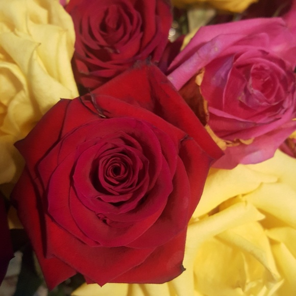 Meet your Posher, Bianca - Picture 1 of 1